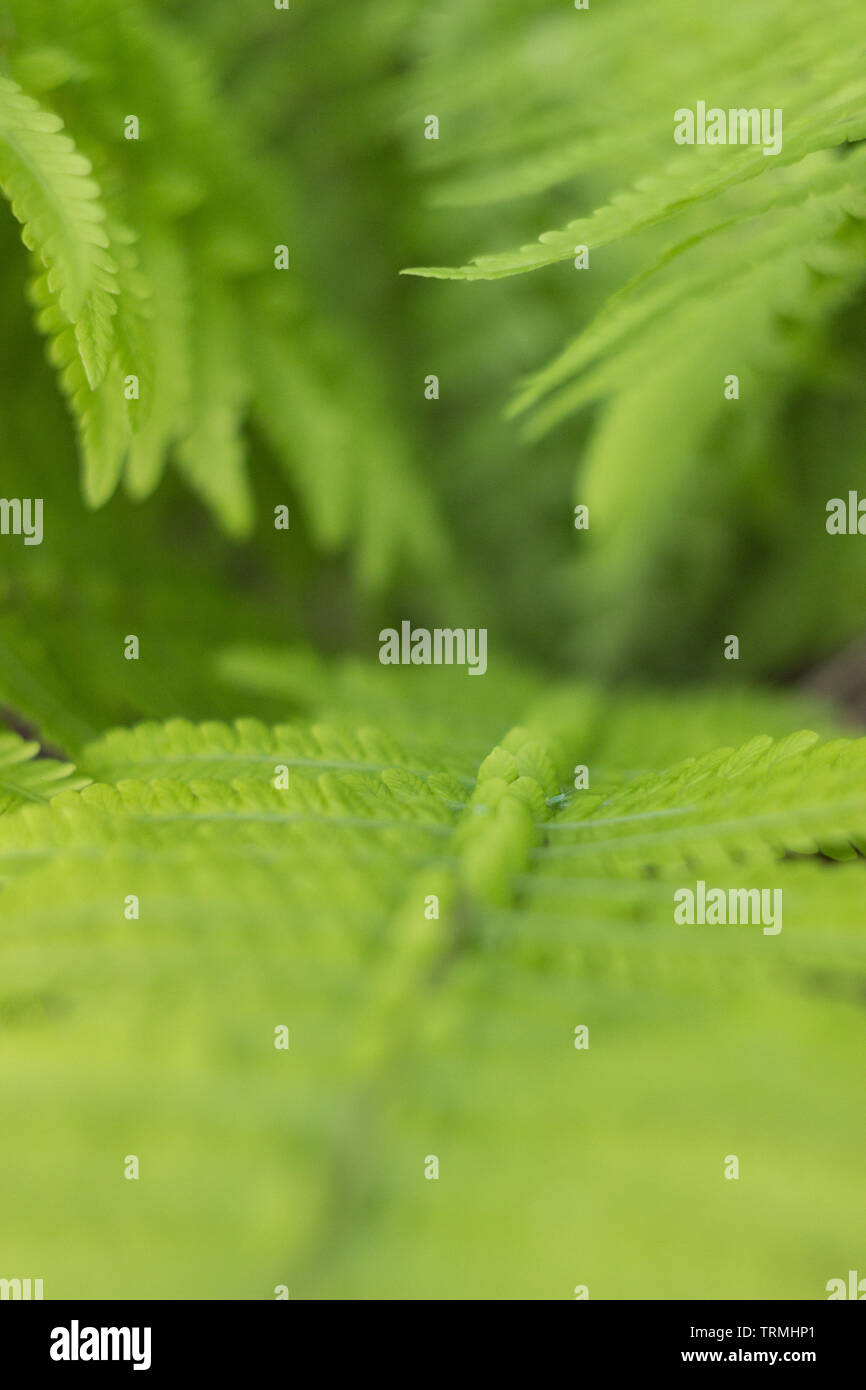 Fern garden hi-res stock photography and images - Alamy