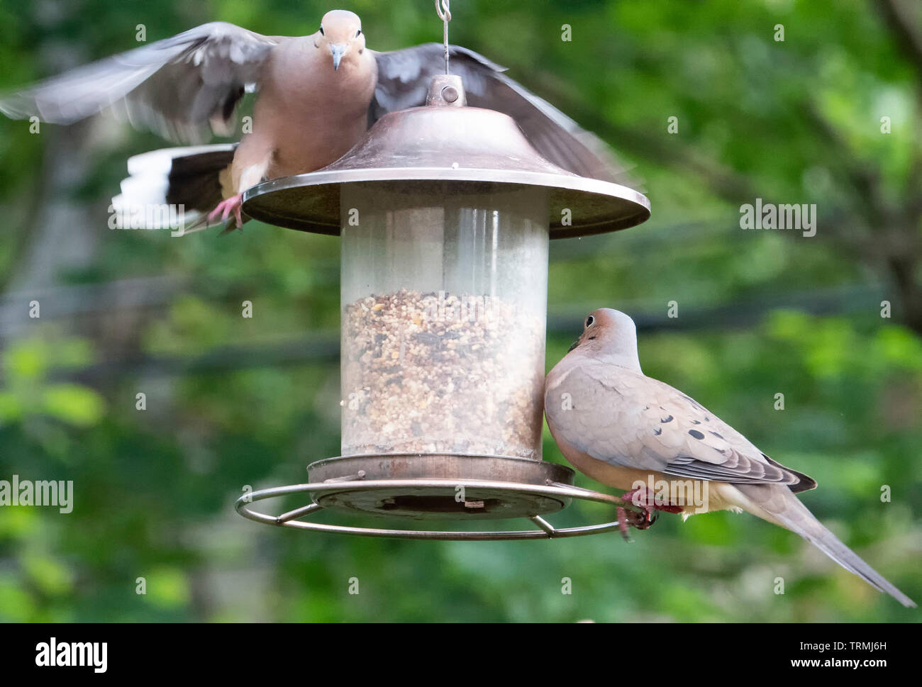 Mourning Dove Feeder High Resolution Stock Photography and Images Alamy