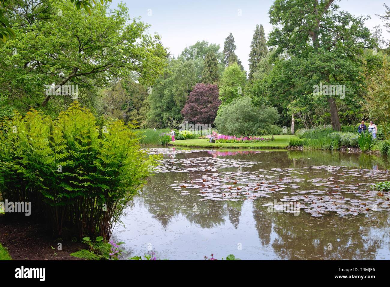 The Longstock Water Gardens, Leckford estate, Stockbridge Hampshire England UK Stock Photo