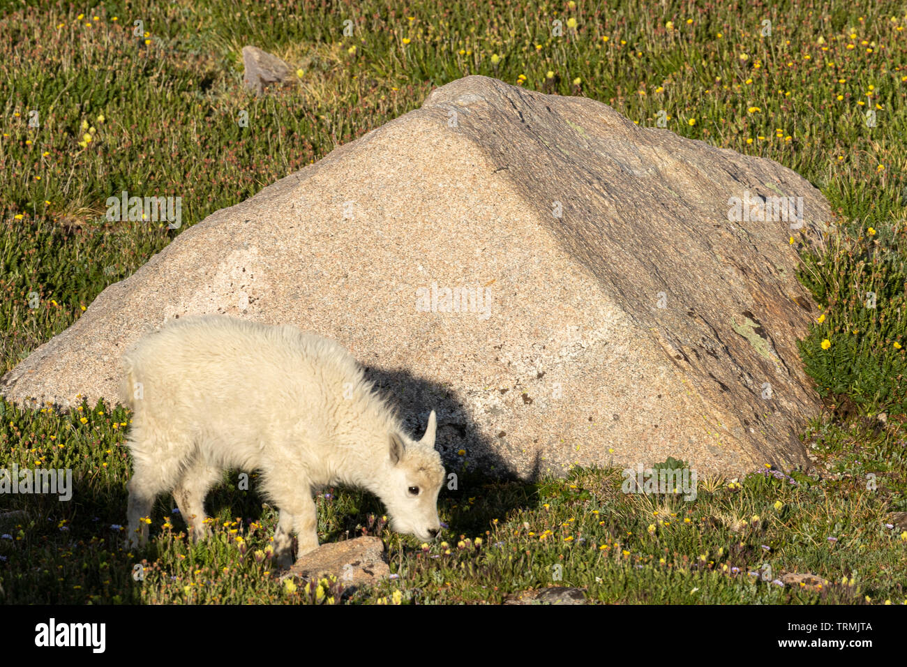 Cute Mountain Goat Kid Stock Photo - Alamy