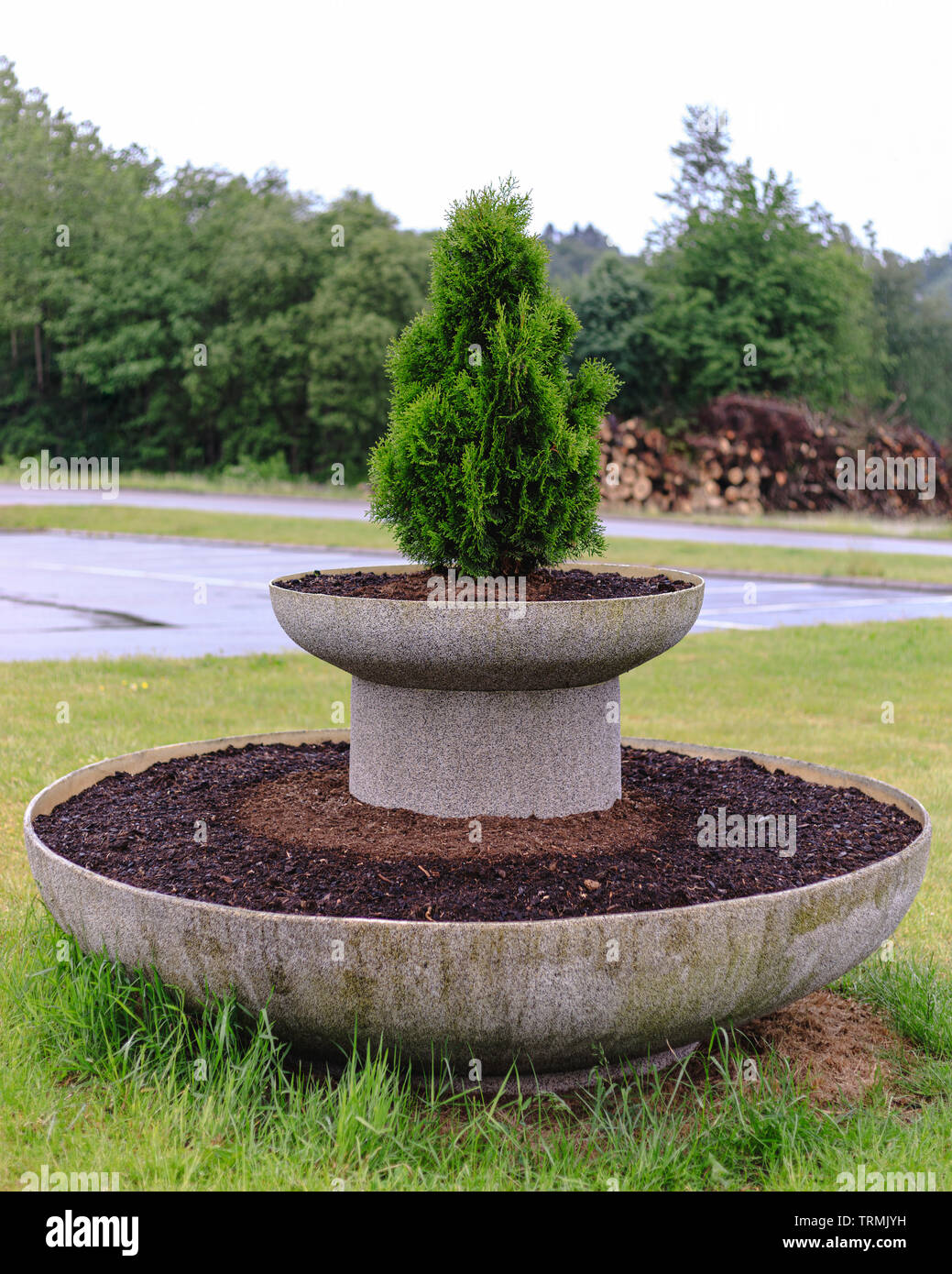 Large two tiered public concrete planter pot with small evergreen fir shrub on top Stock Photo