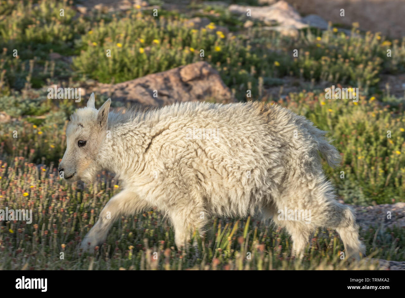 Cute Mountain Goat Kid Stock Photo - Alamy