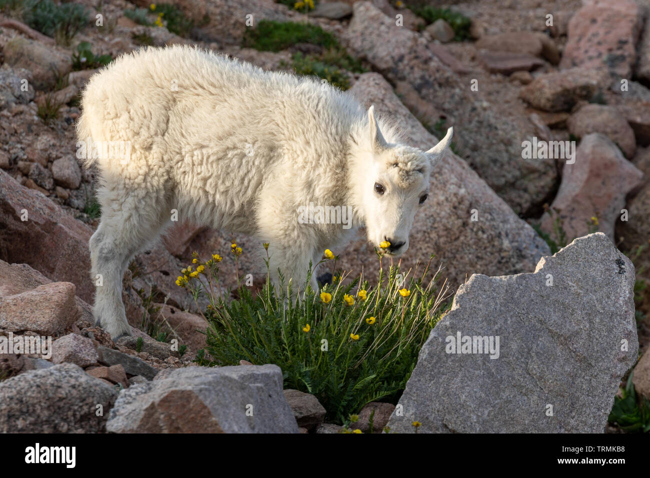 Cute Mountain Goat Kid Stock Photo - Alamy