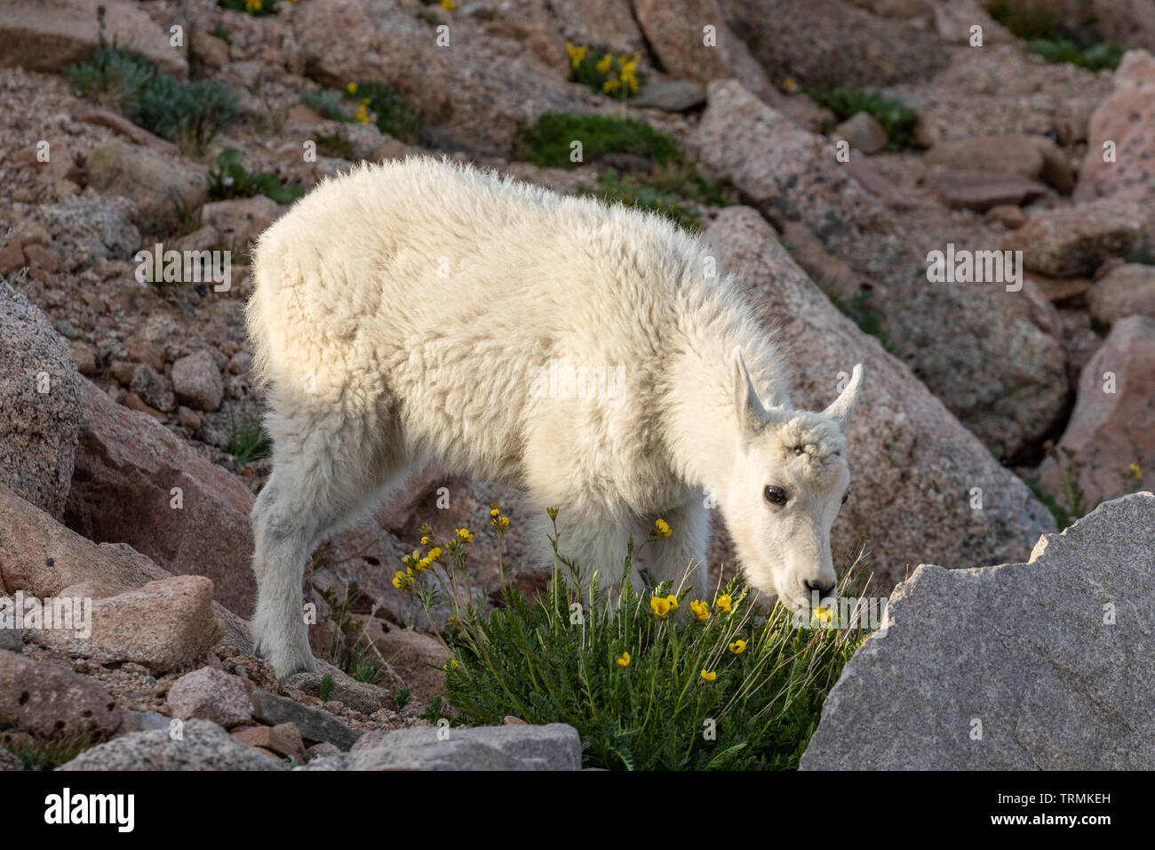 Cute Mountain Goat Kid Stock Photo - Alamy