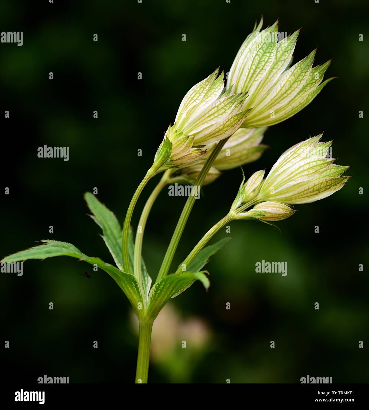 Lime green and white Astrantia flower cluster seen from below. Stock Photo