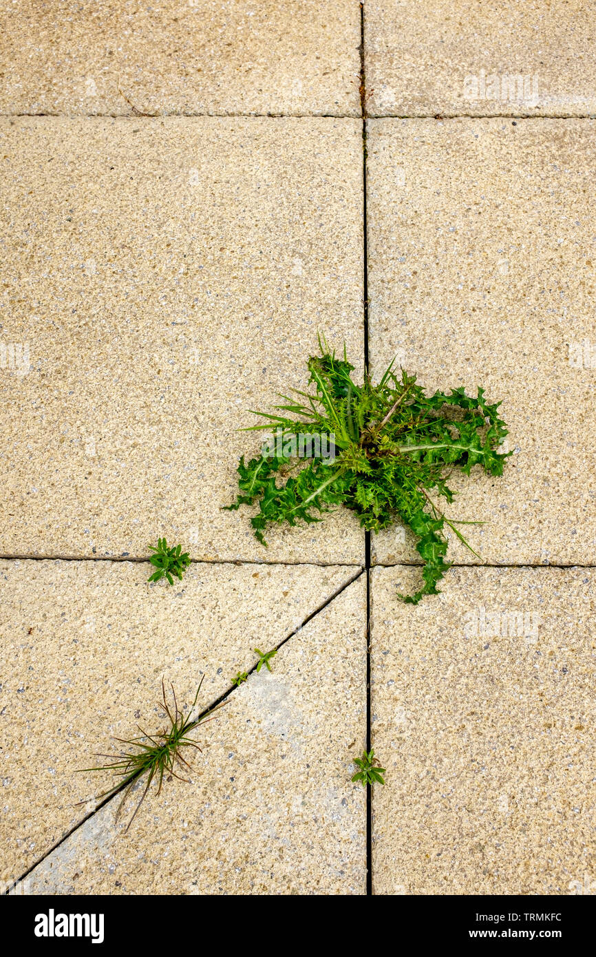 Weeds growing between paving hires stock photography and images Alamy