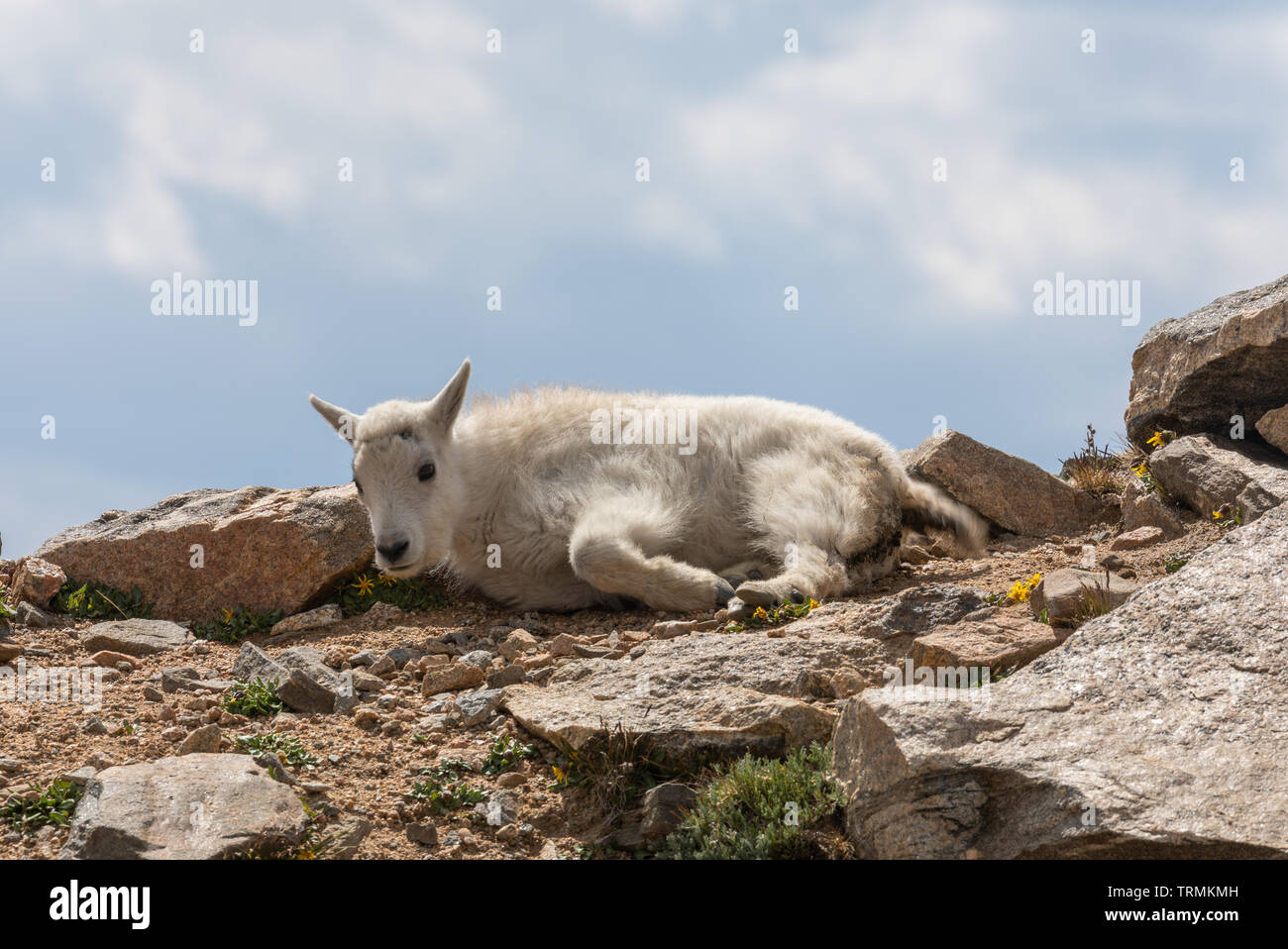 Cute Mountain Goat Kid Stock Photo - Alamy