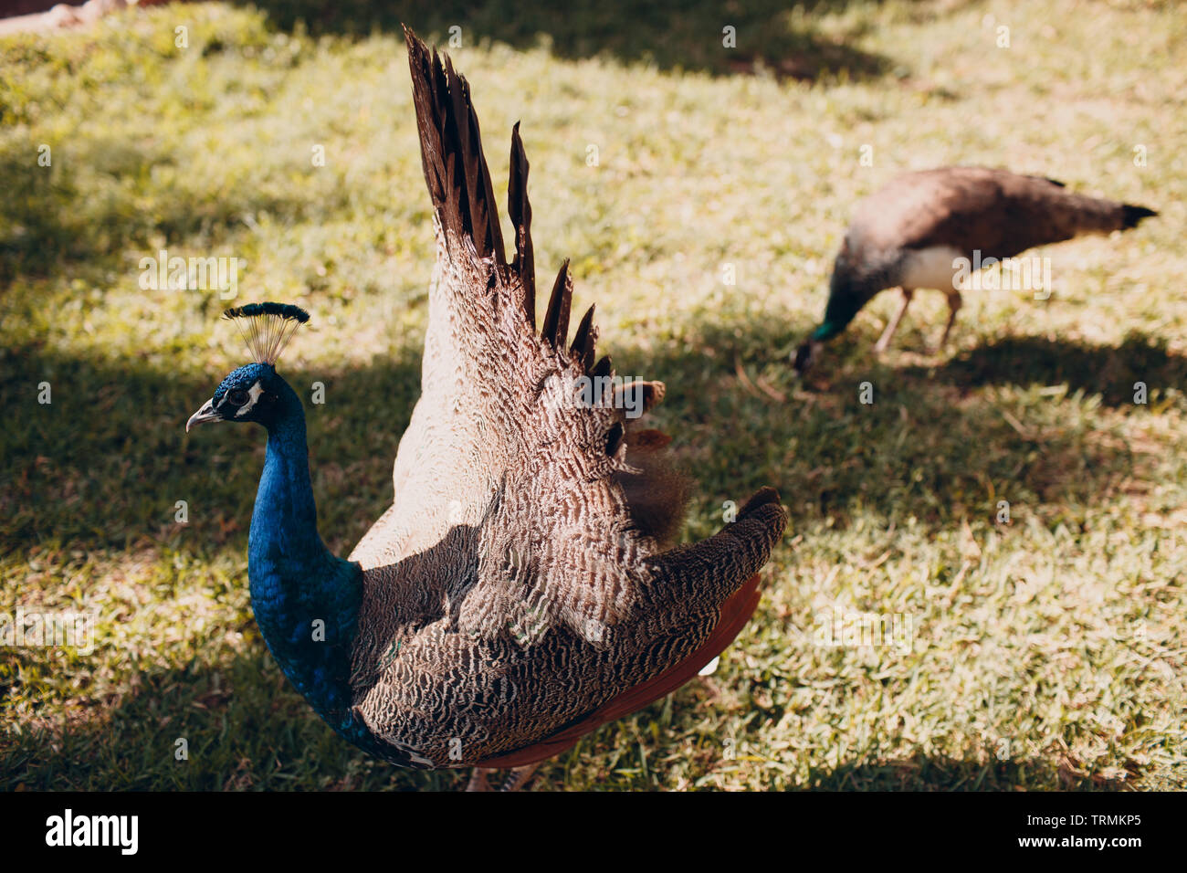 Peacock walking on the grass Stock Photo - Alamy
