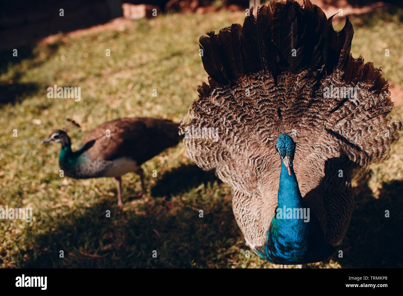 Peacock walking on the grass Stock Photo - Alamy