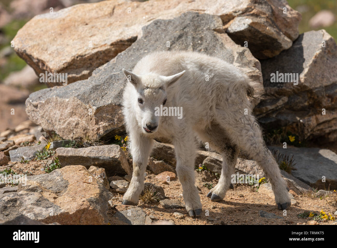 Cute Mountain Goat Kid Stock Photo - Alamy