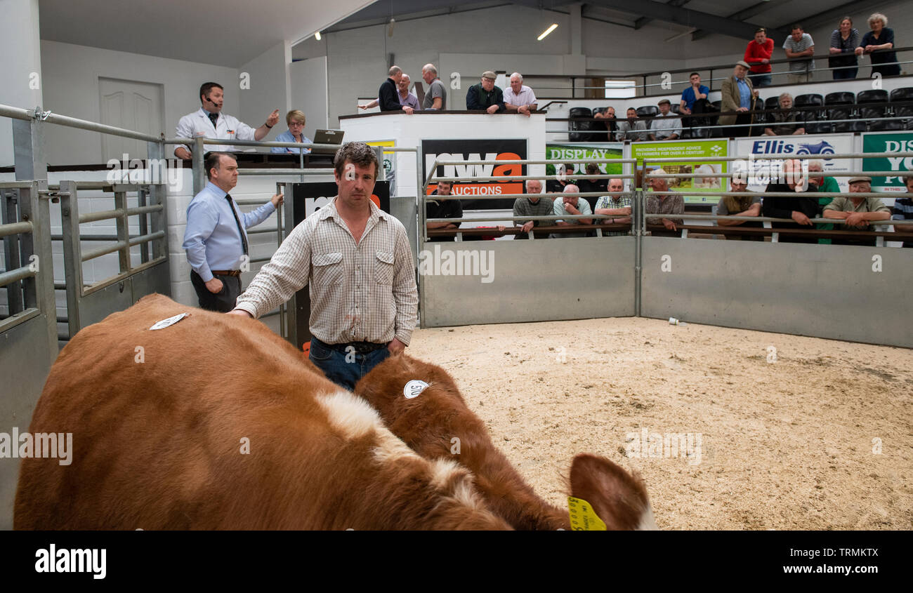 Farmers selling cows and calves at a livestock auction market, Cumbria, UK Stock Photo Alamy