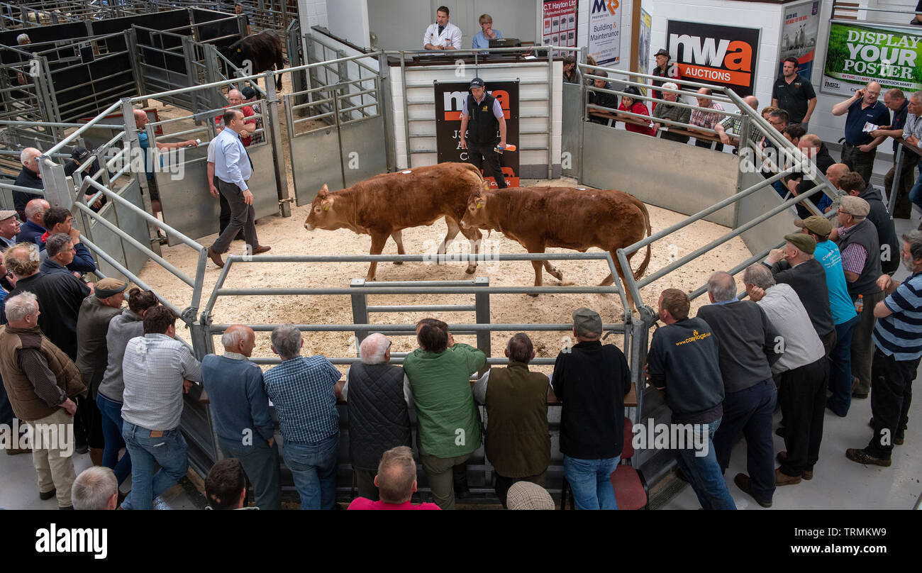 Farmers selling cows and calves at a livestock auction market, Cumbria