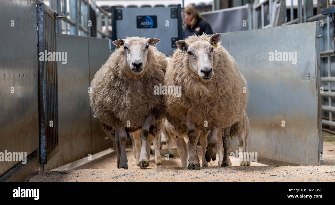 Sheep at livestock auction market running through a race which reads electronic tags. Cumbria, UK. Stock Photo