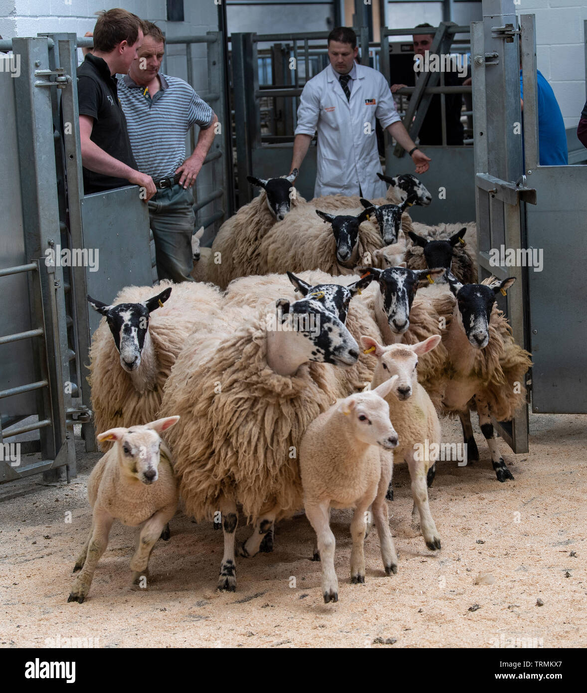 Selling sheep hires stock photography and images Alamy