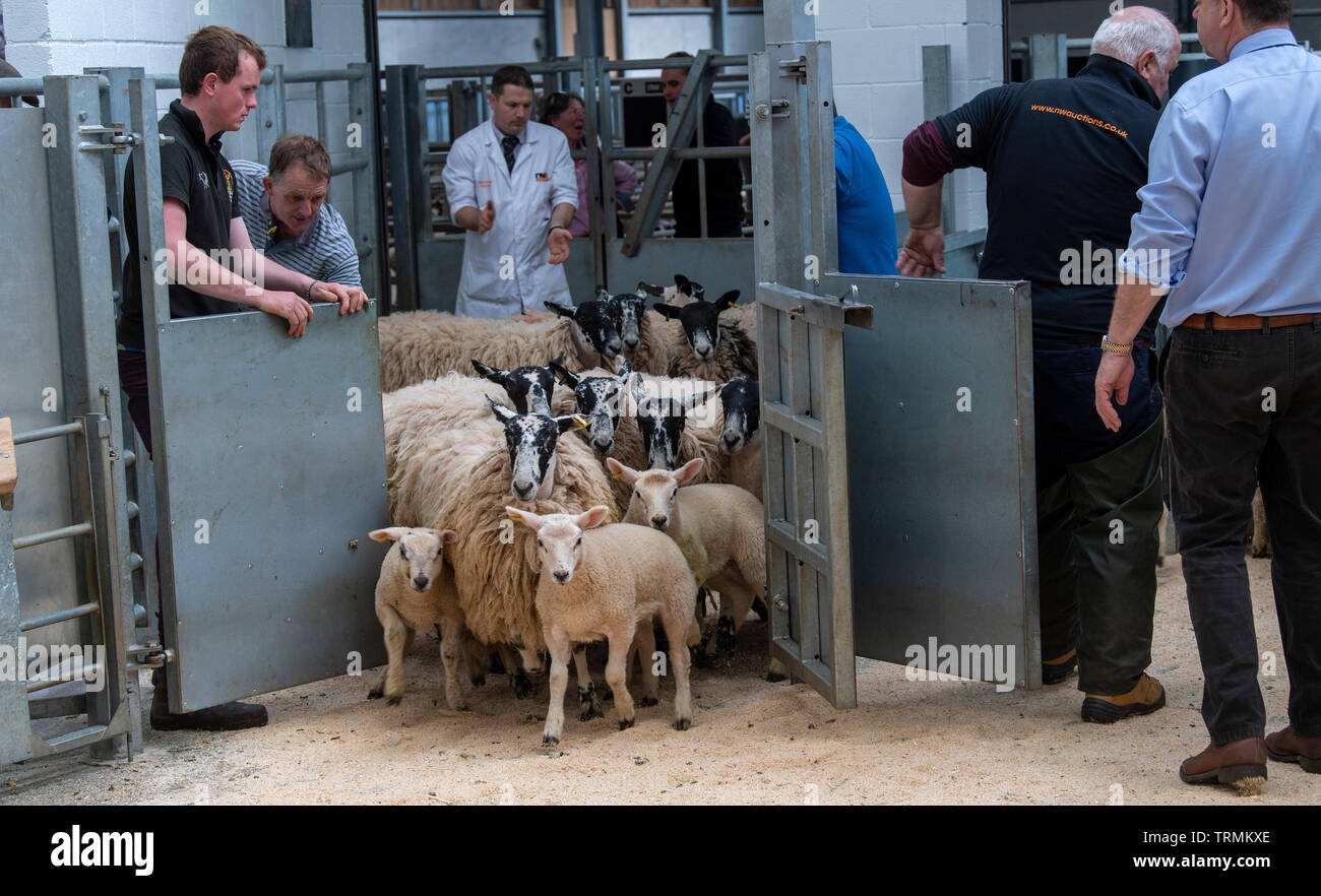 Selling sheep and lambs at an auction mart, Cumbria, UK Stock Photo Alamy