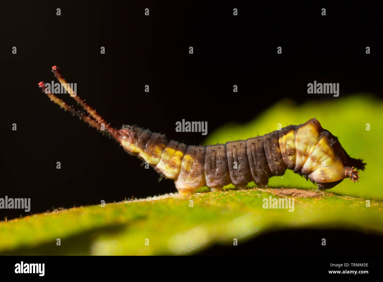 A puss moth caterpillar, Cerura vinula, in its second instar, or phase, of development. The caterpillar will go through more instars, where it sheds i Stock Photo