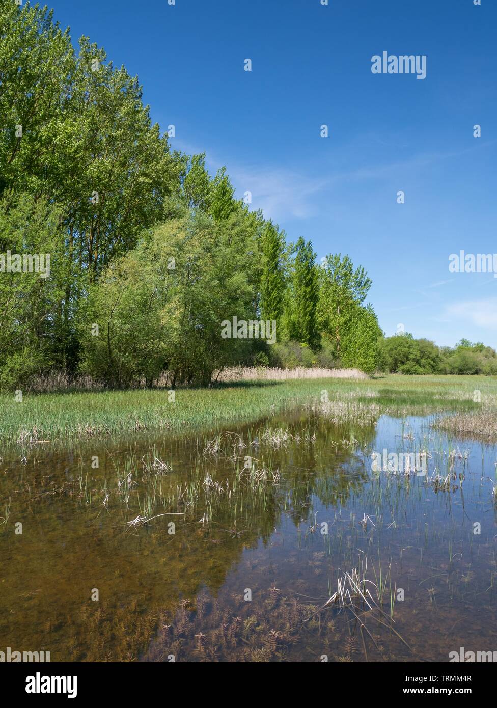 Typical landscape of the Salburua Wetlands on a sunny day spring, Vitoria-Gasteiz, Basque Country, Spain Stock Photo