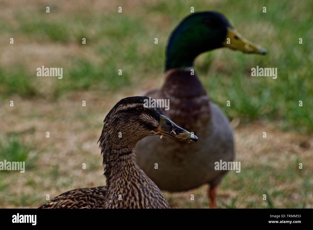 Mallard Duck Pair, Canyon, Texas. Stock Photo