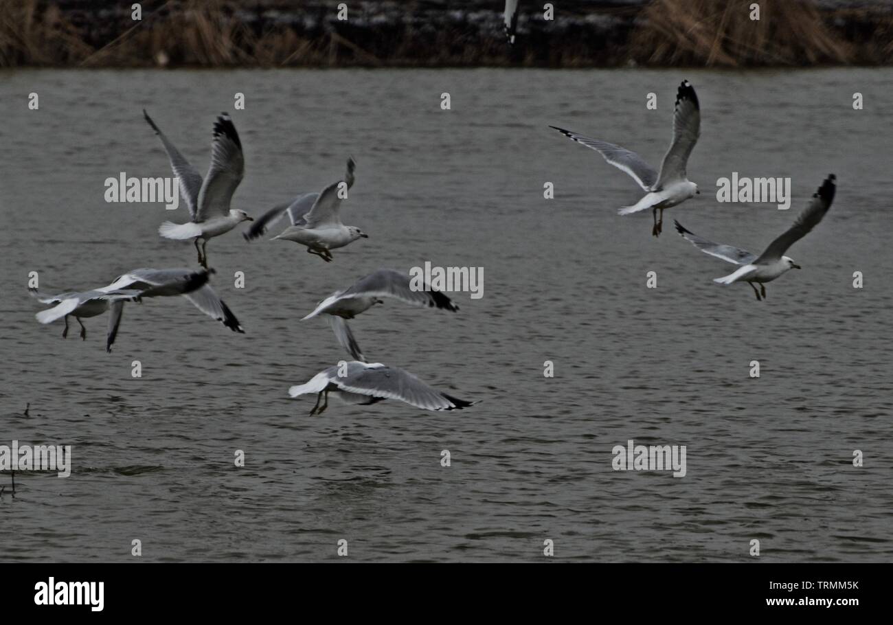 Ring-billed Gulls in Flight, Lindsey City Park Public Fishing Lake, Canyon, Texas. Stock Photo