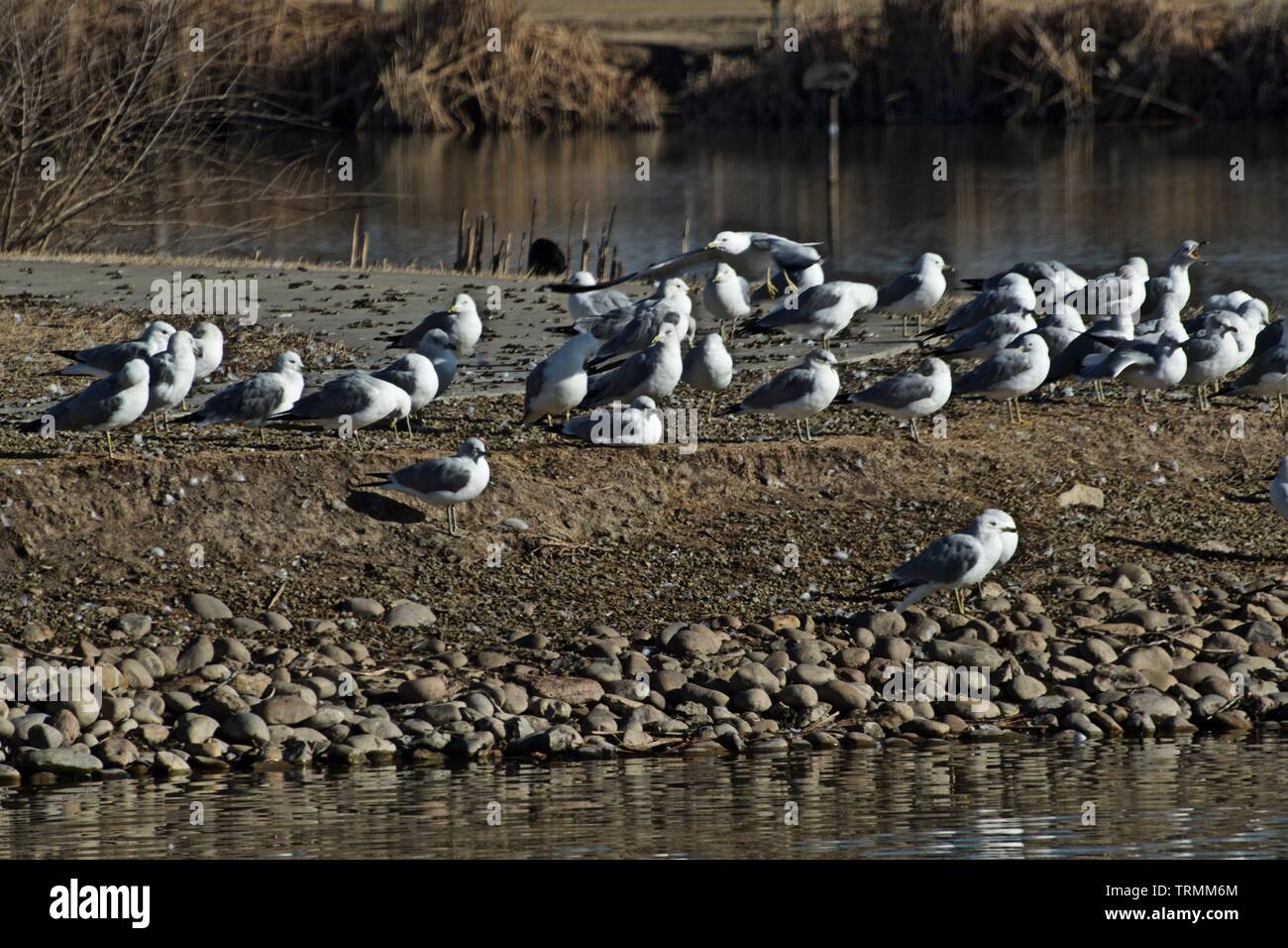 Ring-billed Gulls Resting on Island, Lindsey City Park Public Fishing Lake, Canyon, Texas. Stock Photo