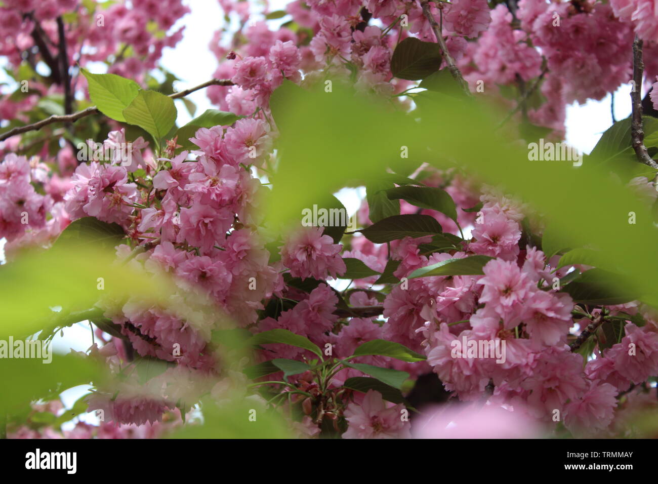 Blossom to life Stock Photo