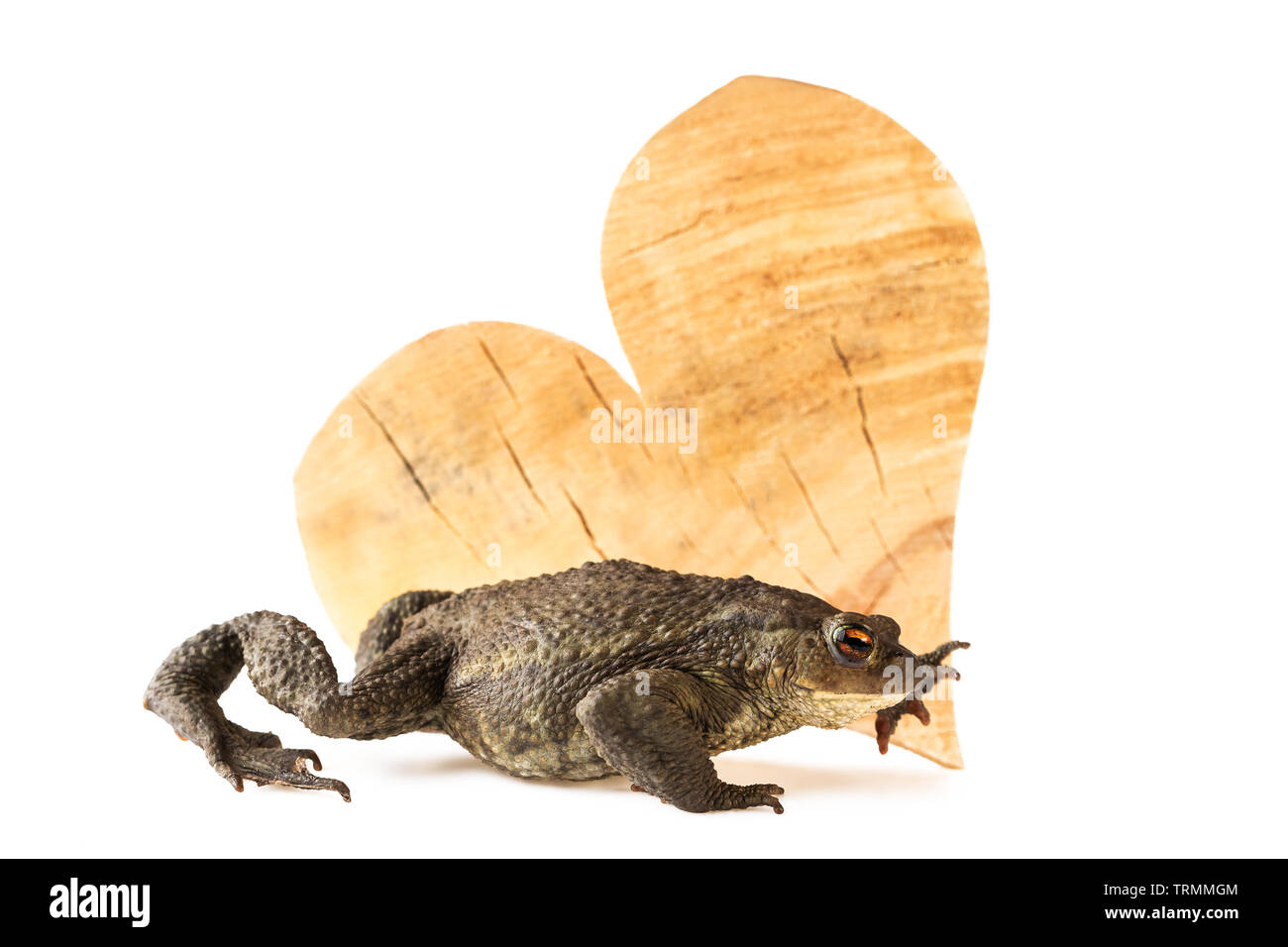 common toad Bufo bufo and wood heart as environment concept Stock Photo