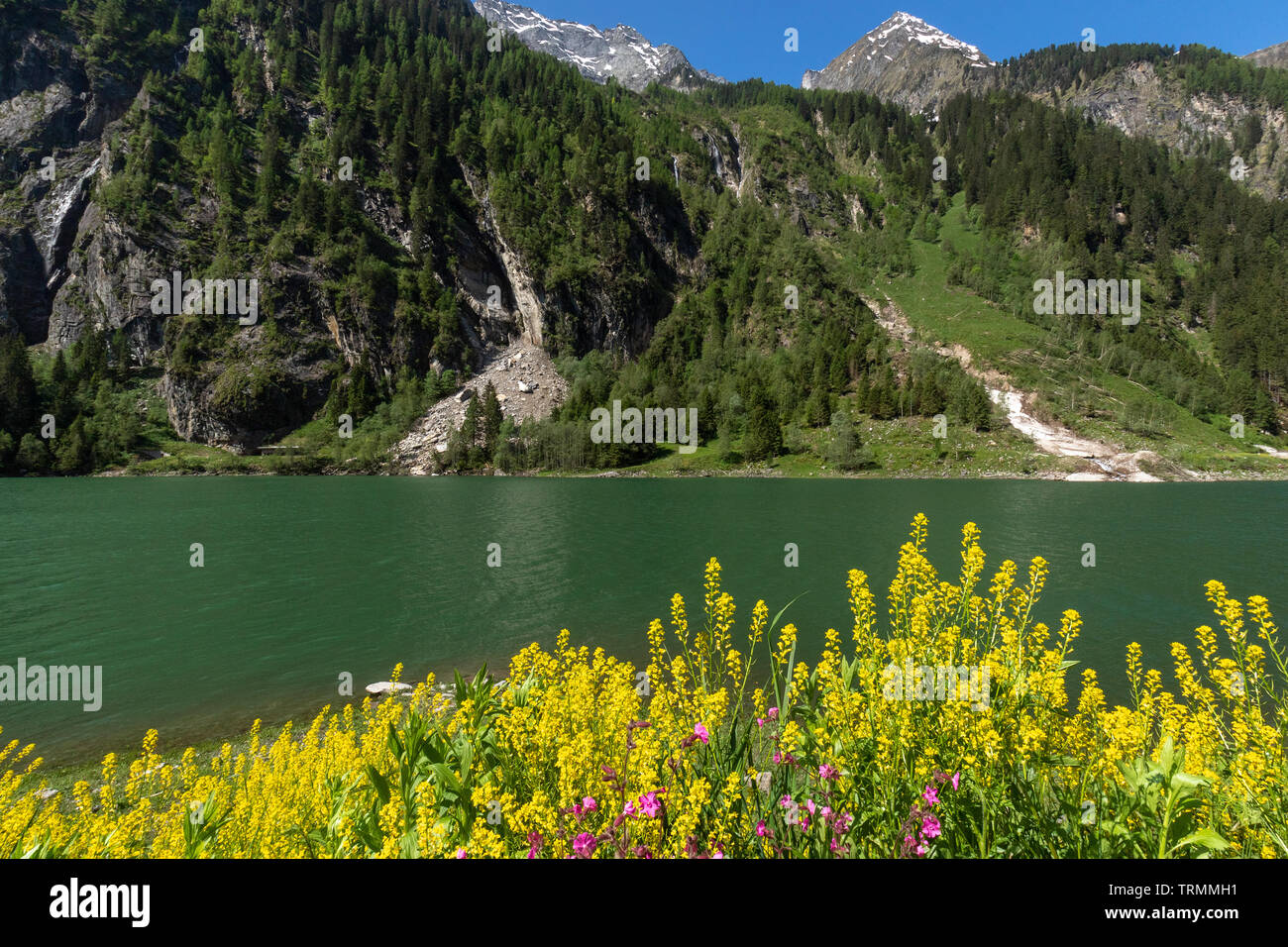 Alpine lake spring summer landscape with yellow flowers in foreground Stillup Lake Austria Tyrol Stock Photo