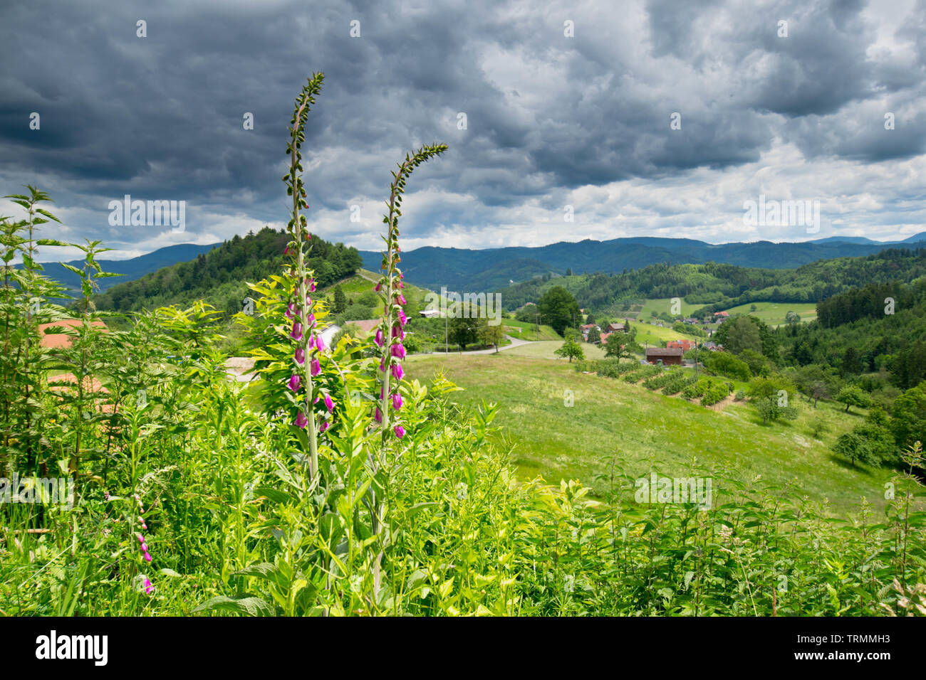 landscape at Berghaupten in the Black forest in germany Stock Photo