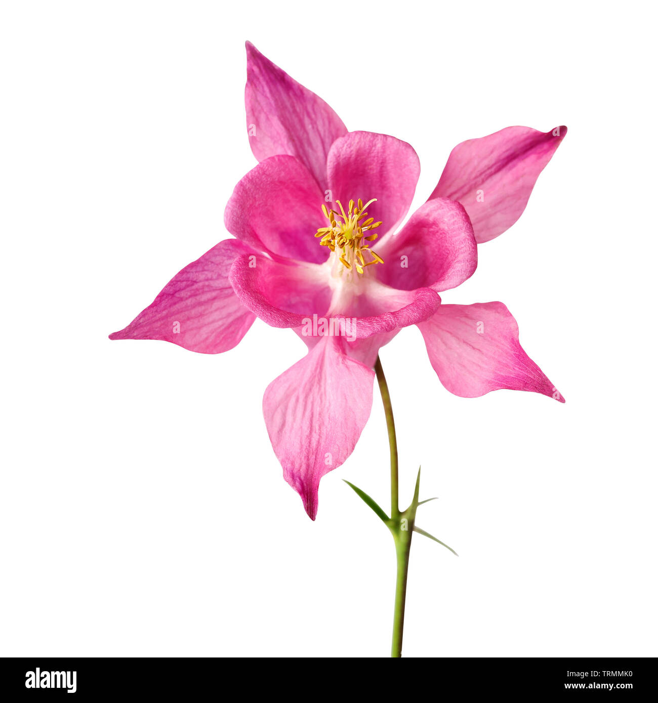 Pink flower of aquilegia or aquilegia vulgaris or akelei isolated on white. Image included clipping path Stock Photo