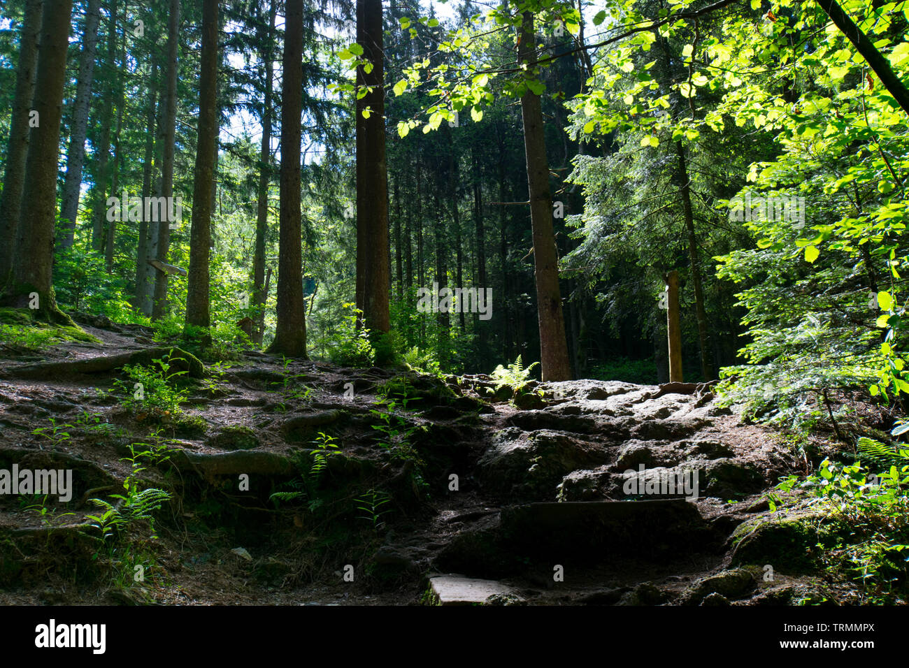 Beautiful and mystical black forest in germany Stock Photo - Alamy