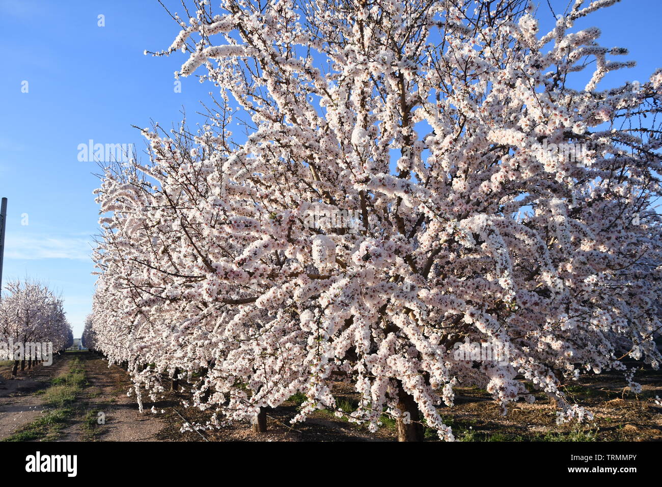 Almond trees in bloom Stock Photo