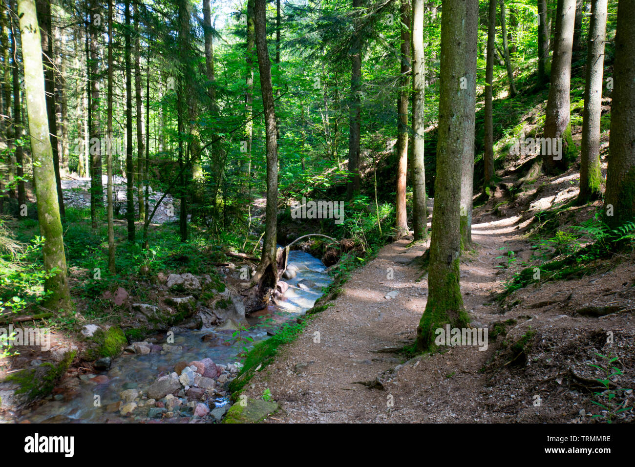 Beautiful and mystical black forest in germany Stock Photo - Alamy