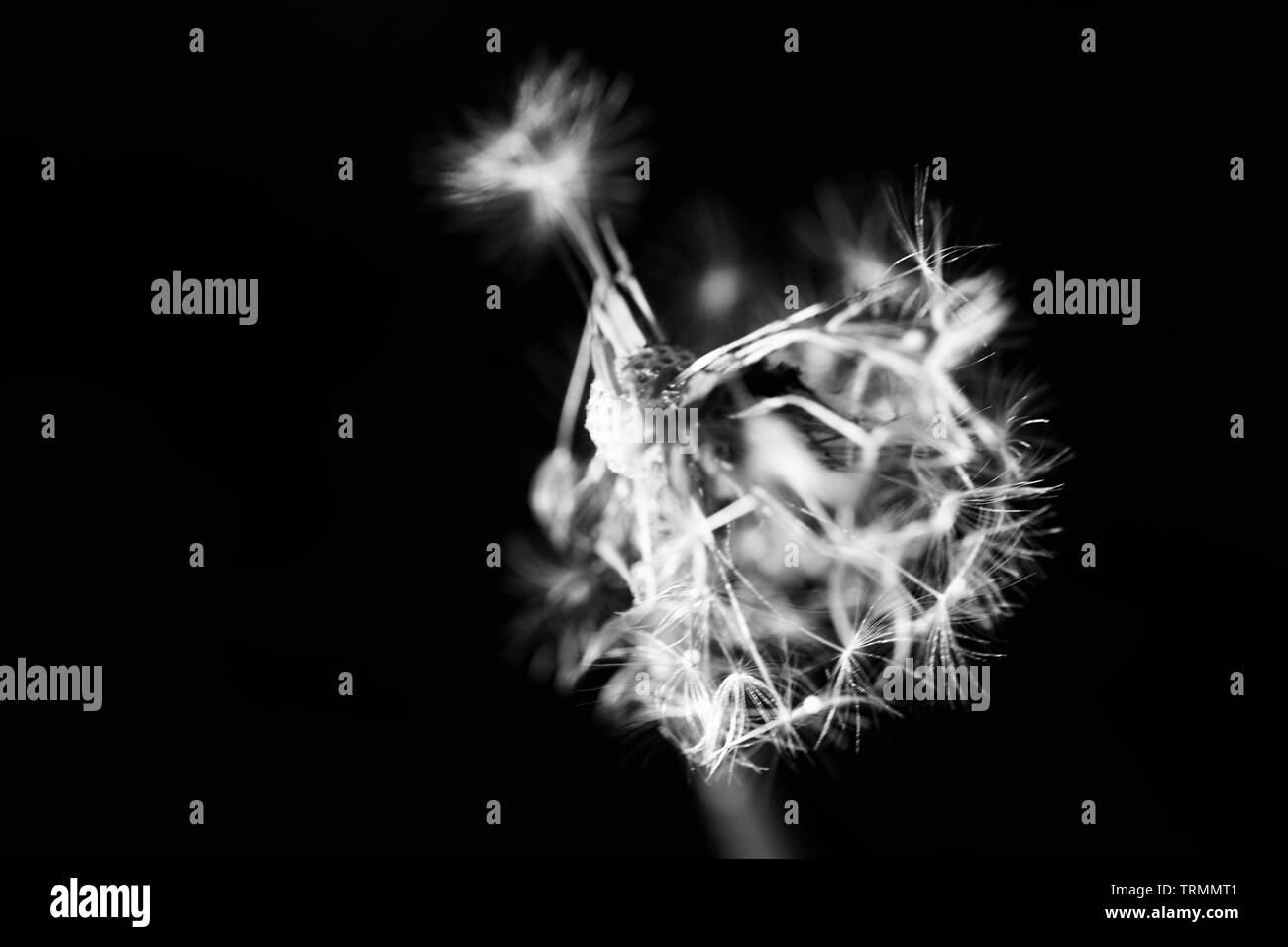 Seed head detail dandelion Black and White Stock Photos & Images - Alamy