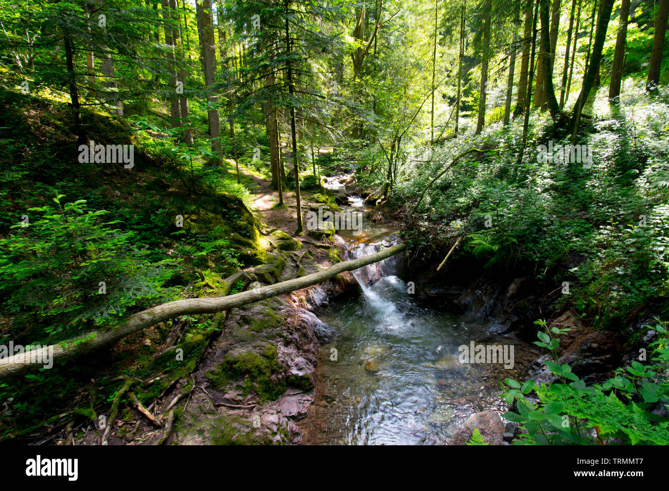 Waterfalls ' Edelfrauengrab' at Ottenhöfen in the black forest in germany Stock Photo
