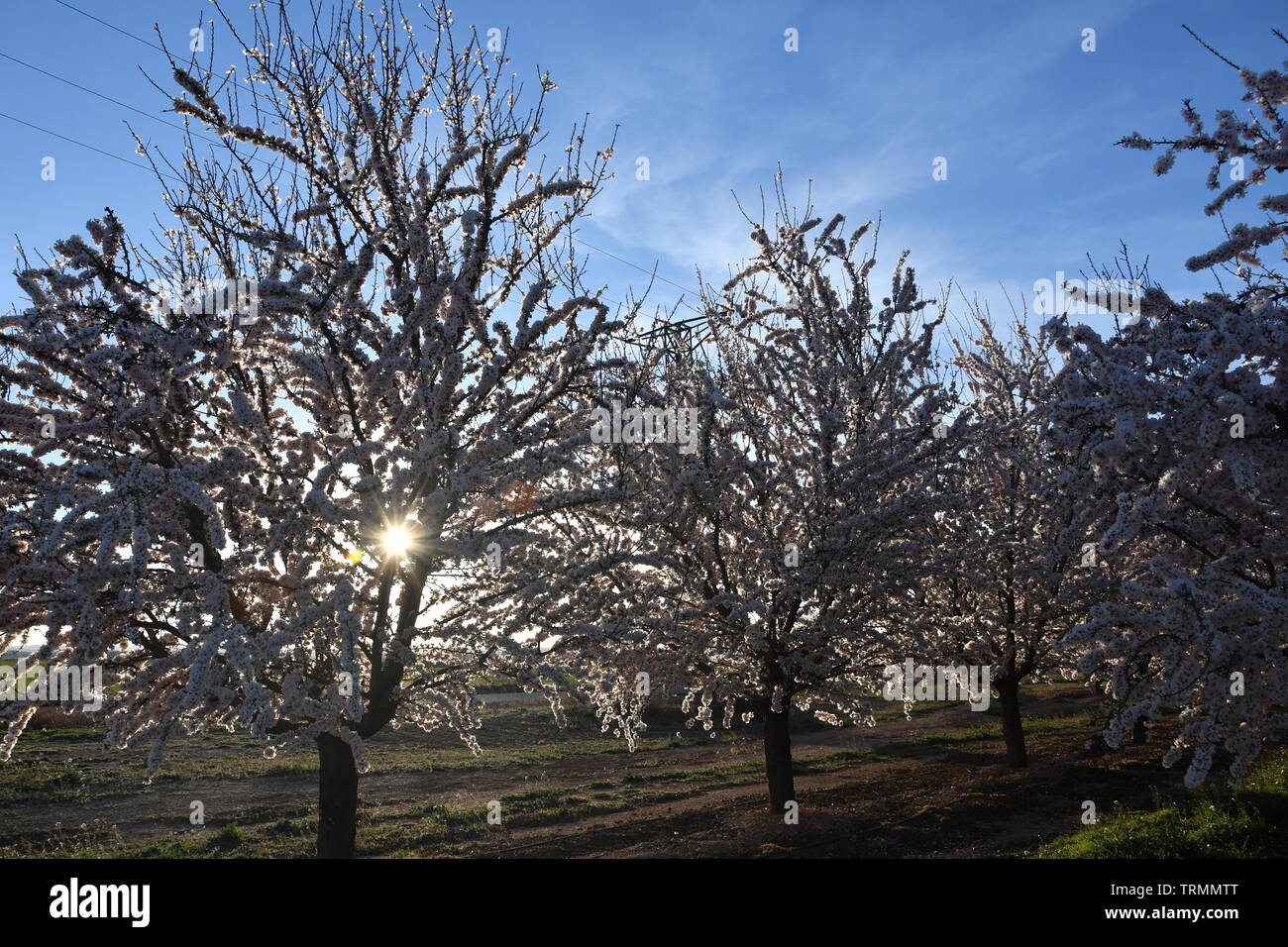 Almond trees in bloom Stock Photo