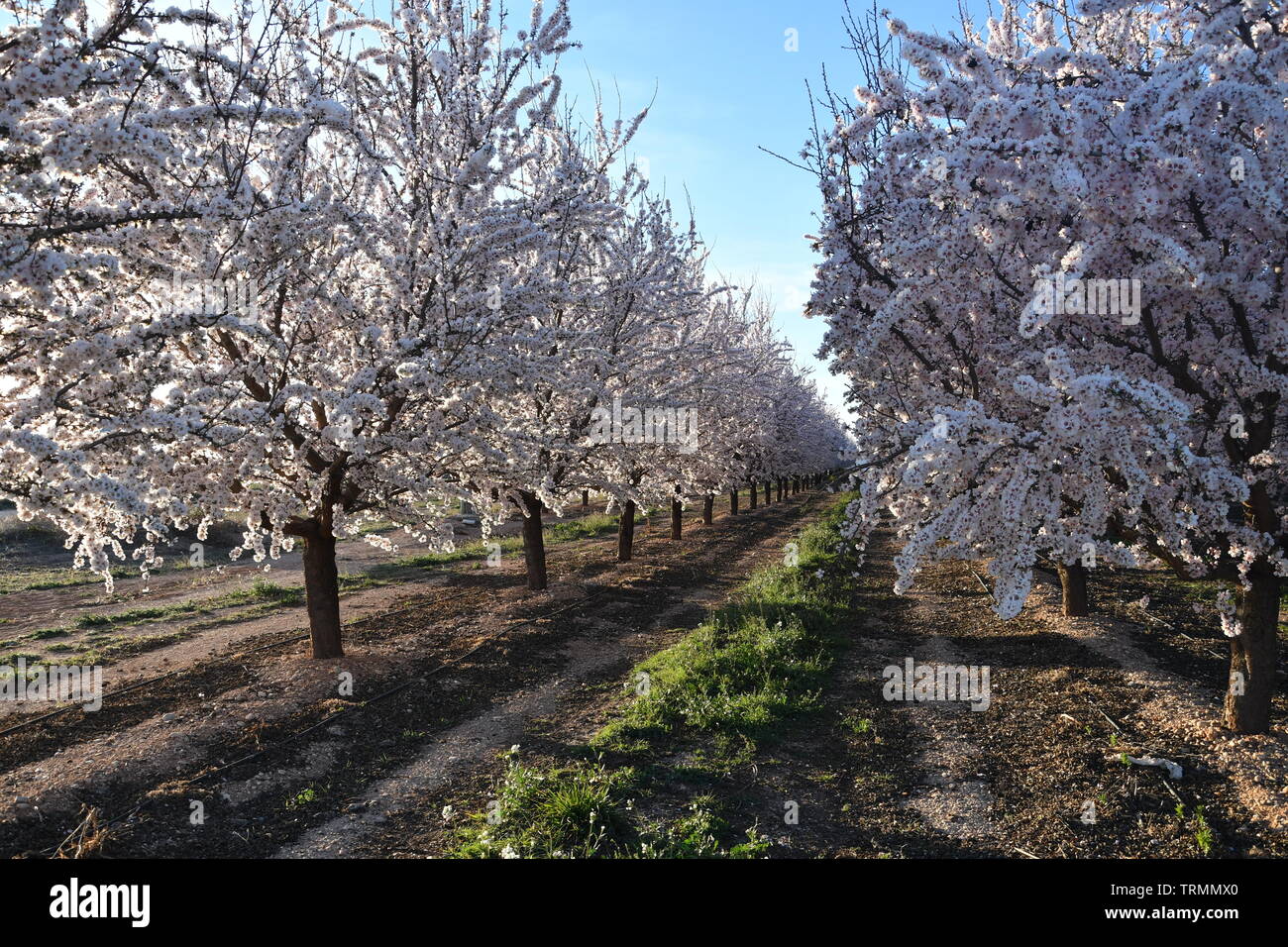 Almond trees in bloom Stock Photo