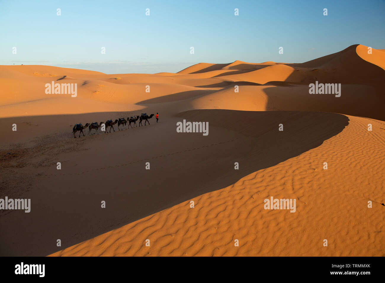 A berber or nomad with his camels in the Sahara Desert in Morocco Stock ...