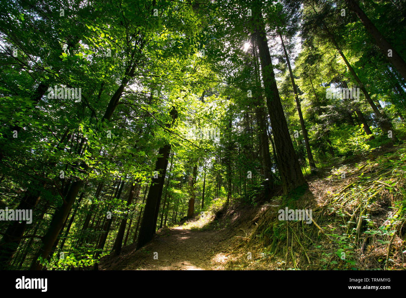Beautiful and mystical black forest in germany Stock Photo - Alamy