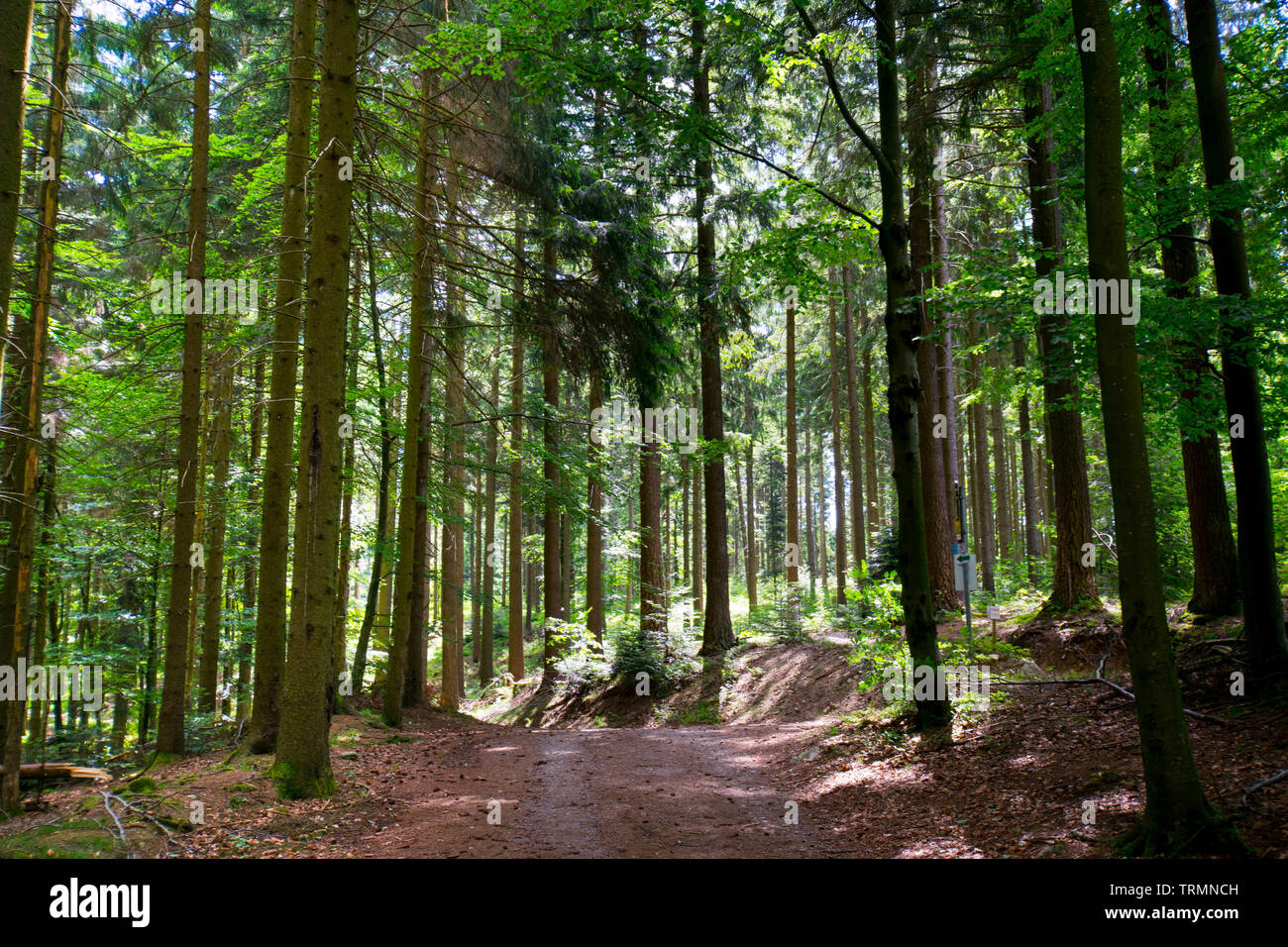 Forest in the heights of Sasbachwalden in the black forest in germany Stock Photo