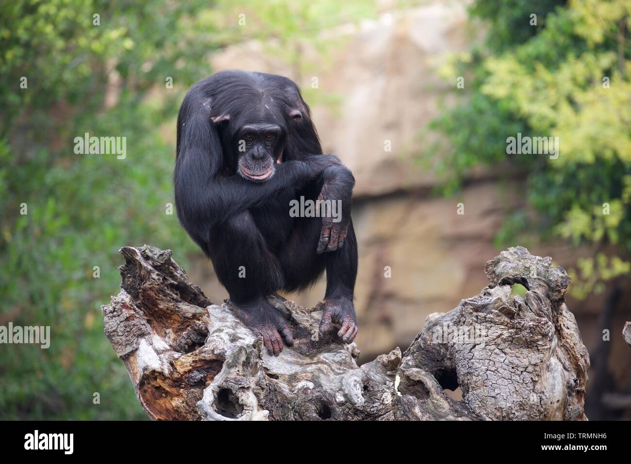 Chimpanzee in captivity looking very depressed. The animal is clearly not happy Stock Photo