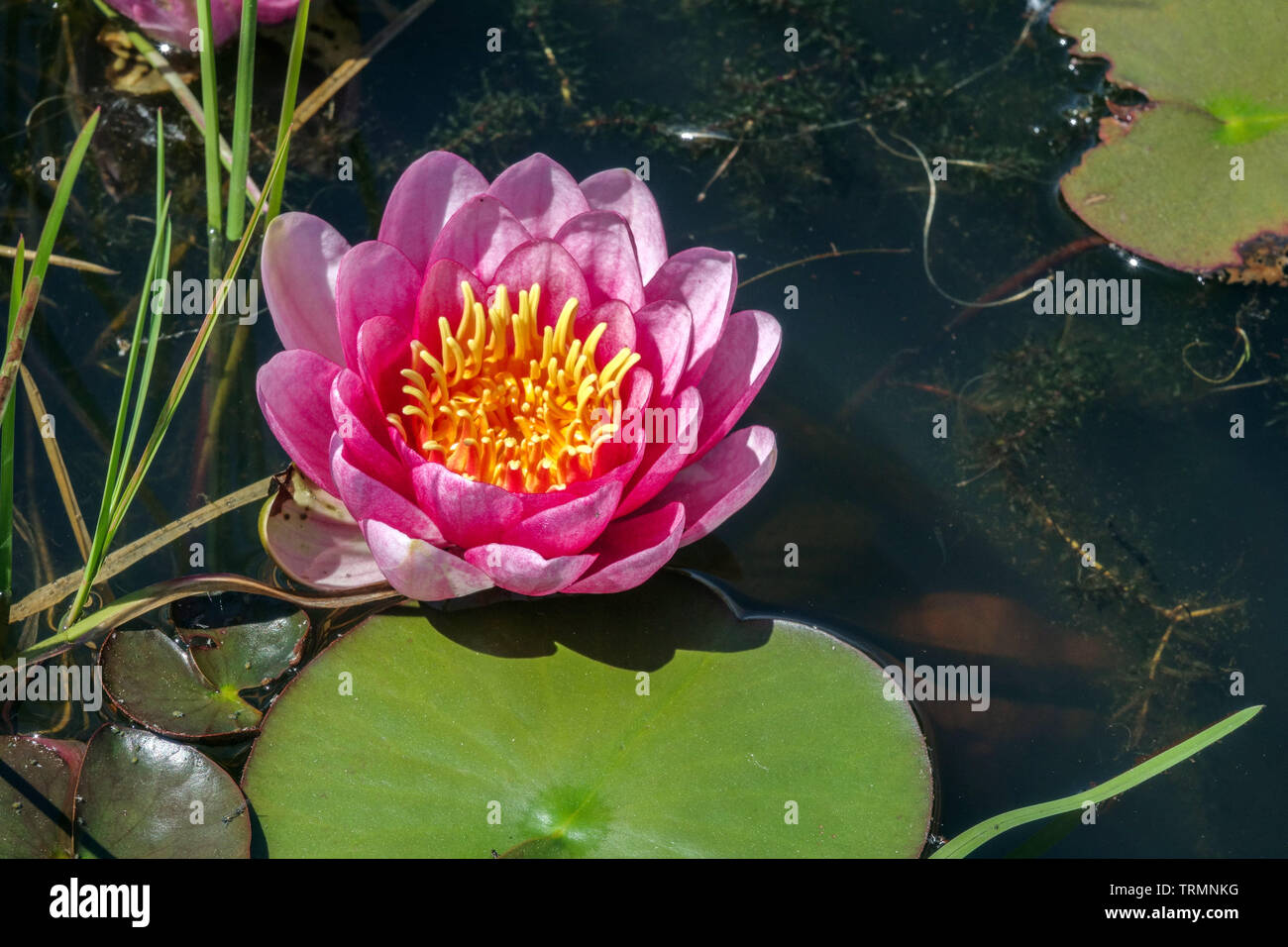 Pink water lily flower in a garden pond Stock Photo
