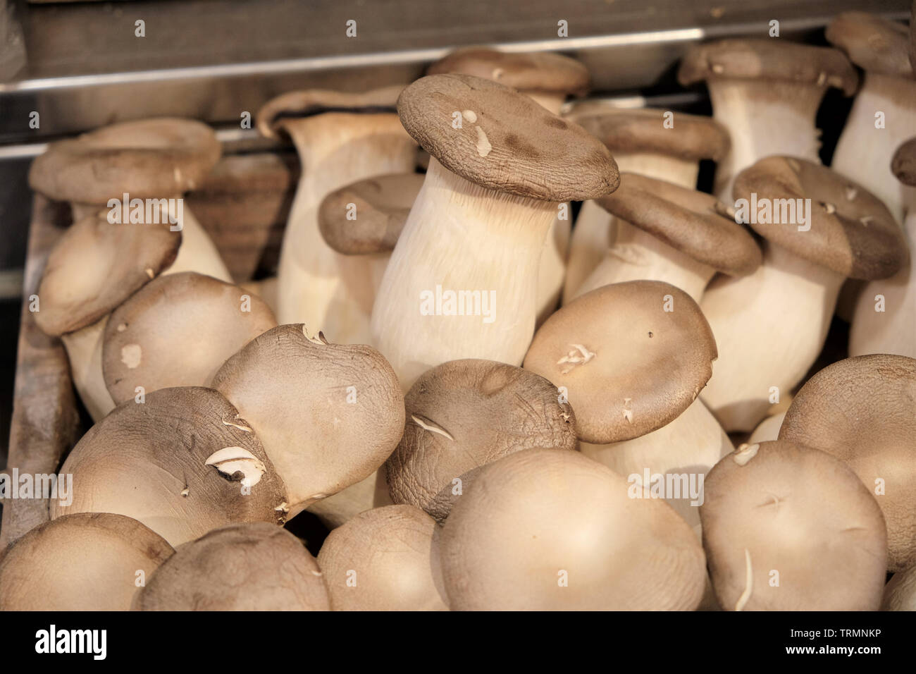 King Trumpet mushrooms for sale, Topsham, UK Stock Photo Alamy