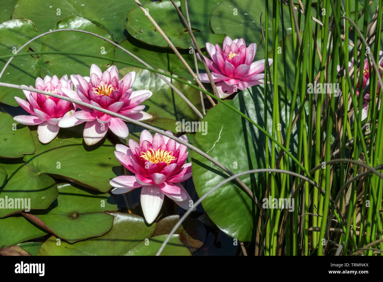 Water lily flower, water plants, water lilys, Nymphaea water lilies Stock Photo