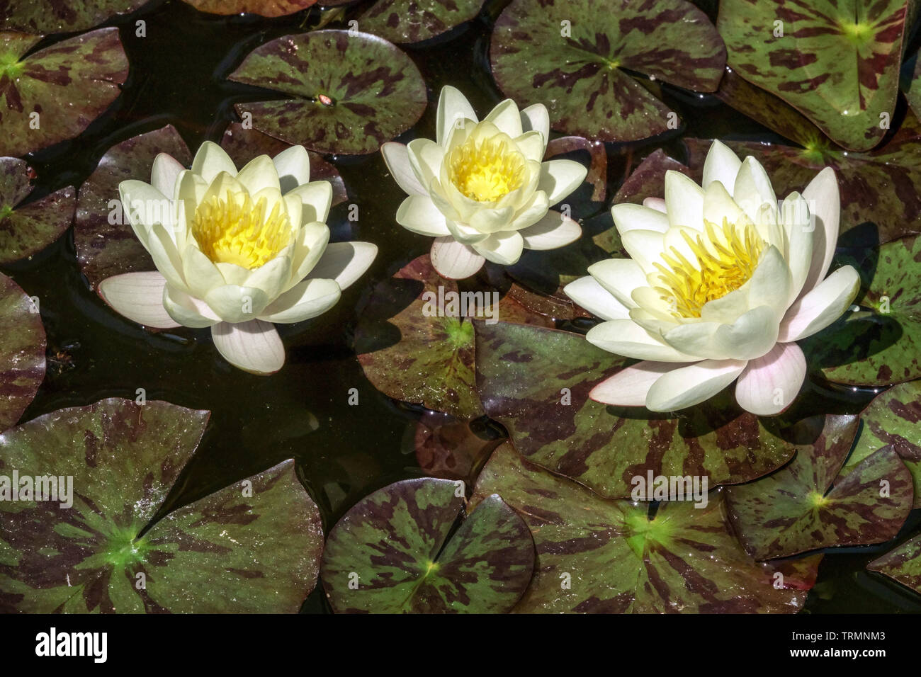 Water lily flower, white yellow flowers Nymphaea alba small garden pond Stock Photo