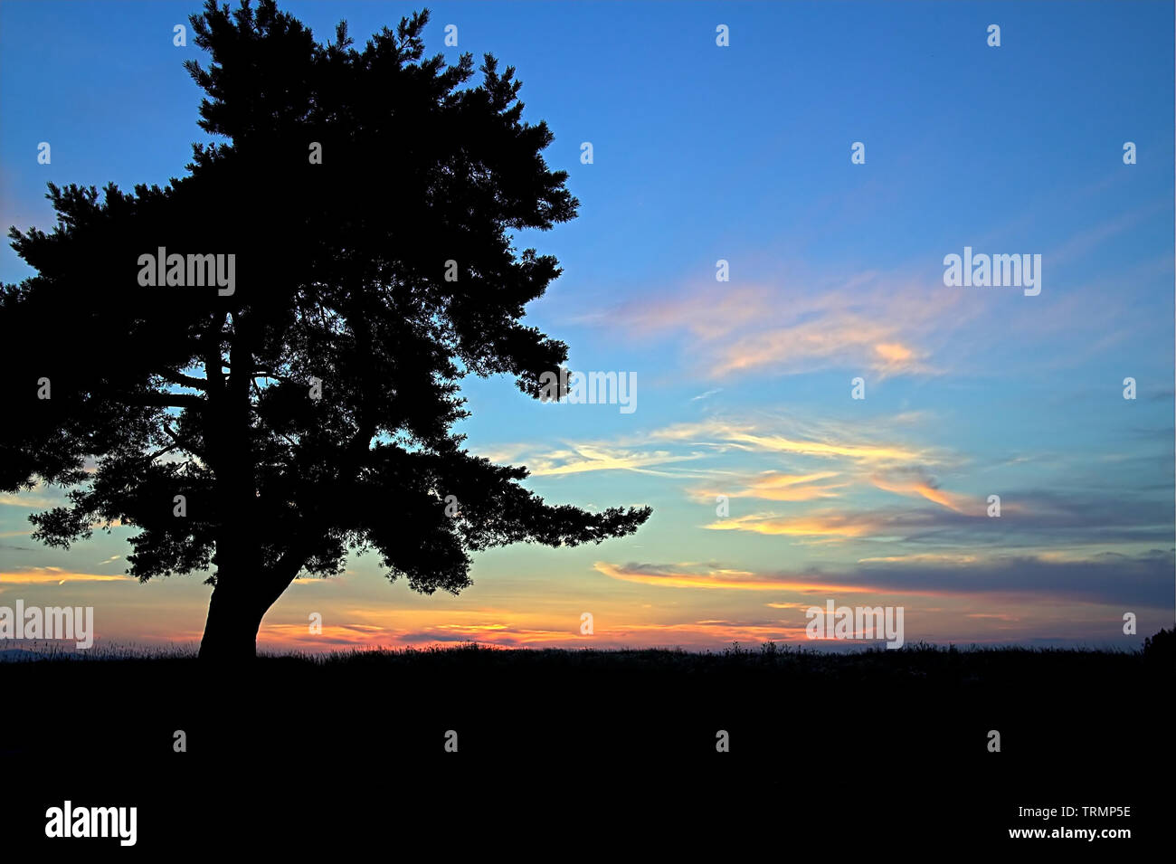 The outline of one tree against the setting sun. Der Umriss eines Baumes gegen die untergehende Sonne. Zarys drzewa na tle zachodzącego słońca. Drzewo Stock Photo