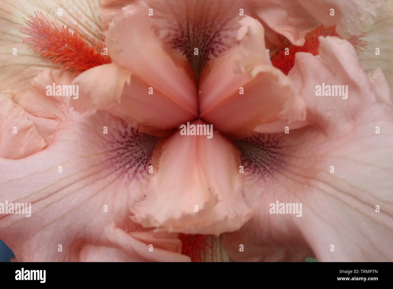 Closeup of the style arms and hafts of a peach colored tall bearded iris. Stock Photo