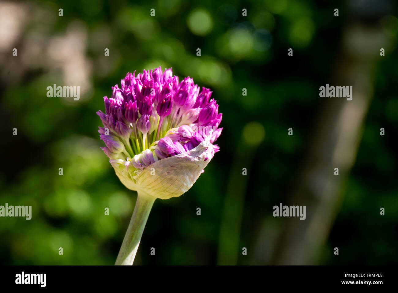 Purple Allium bud Stock Photo