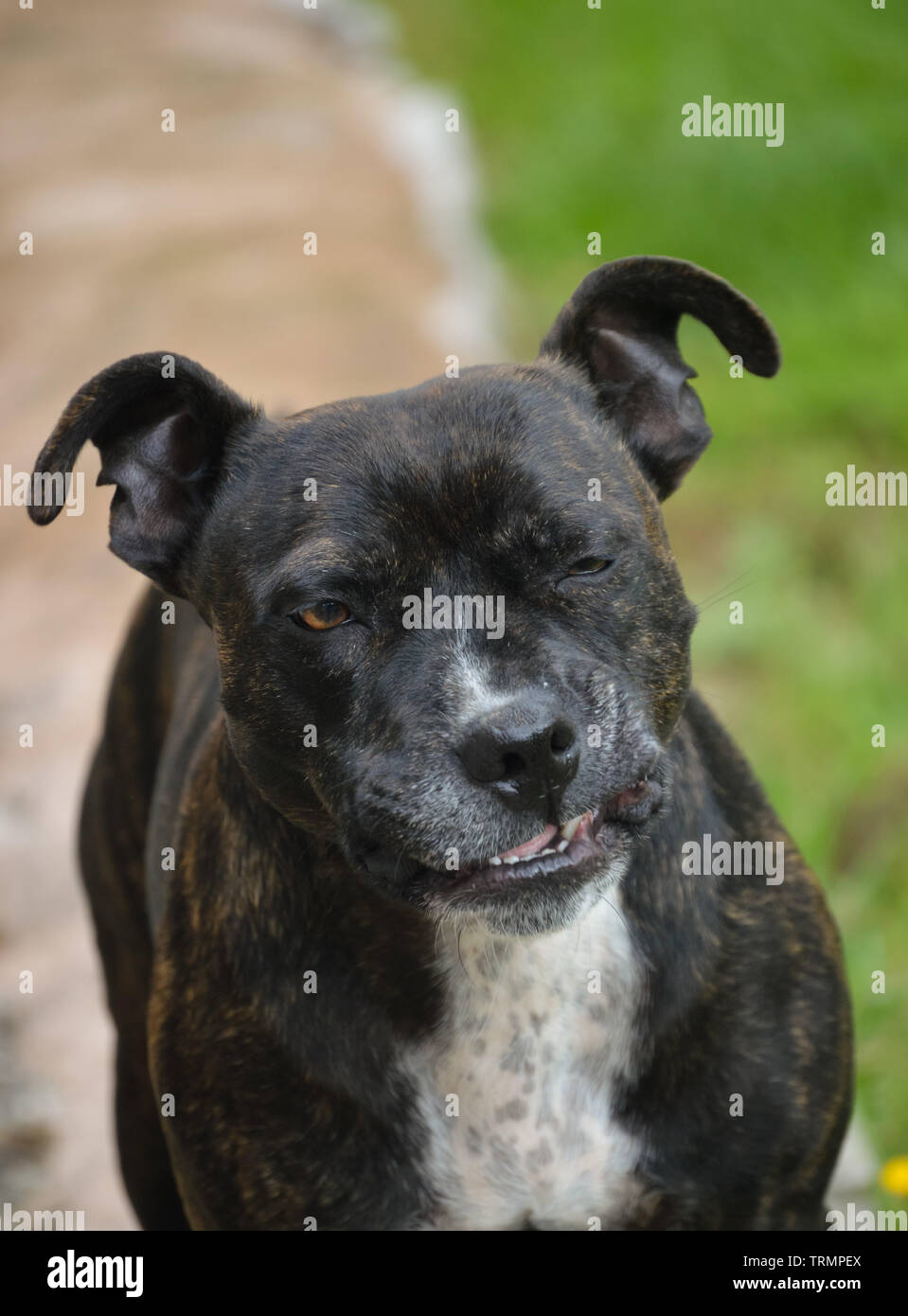 Pet Staffordshire Bull Terrier dog winking and making a funny face in the garden at her home Stock Photo