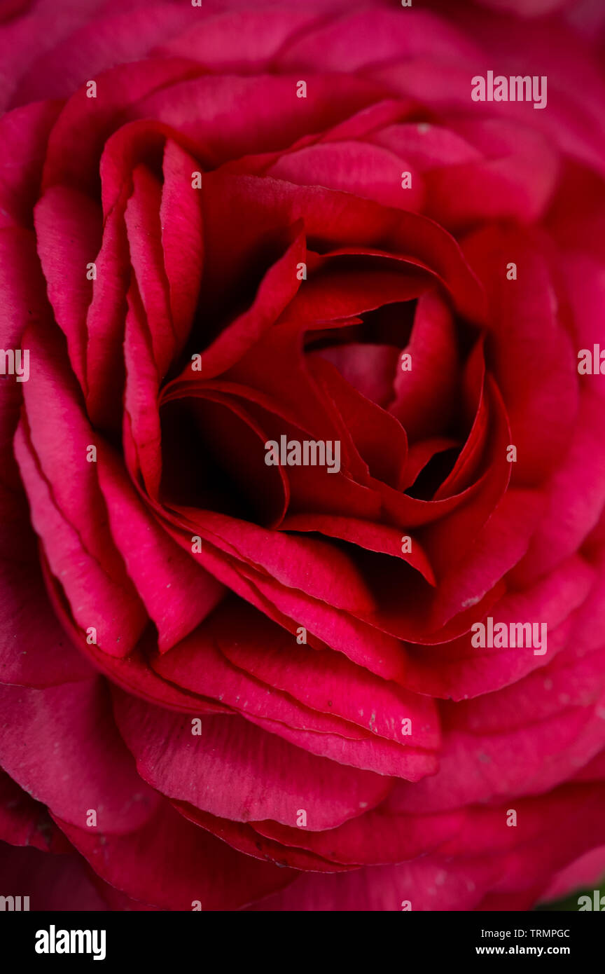 Magenta Ranunculus Flower fills the frame hi-res stock photography and images - Alamy