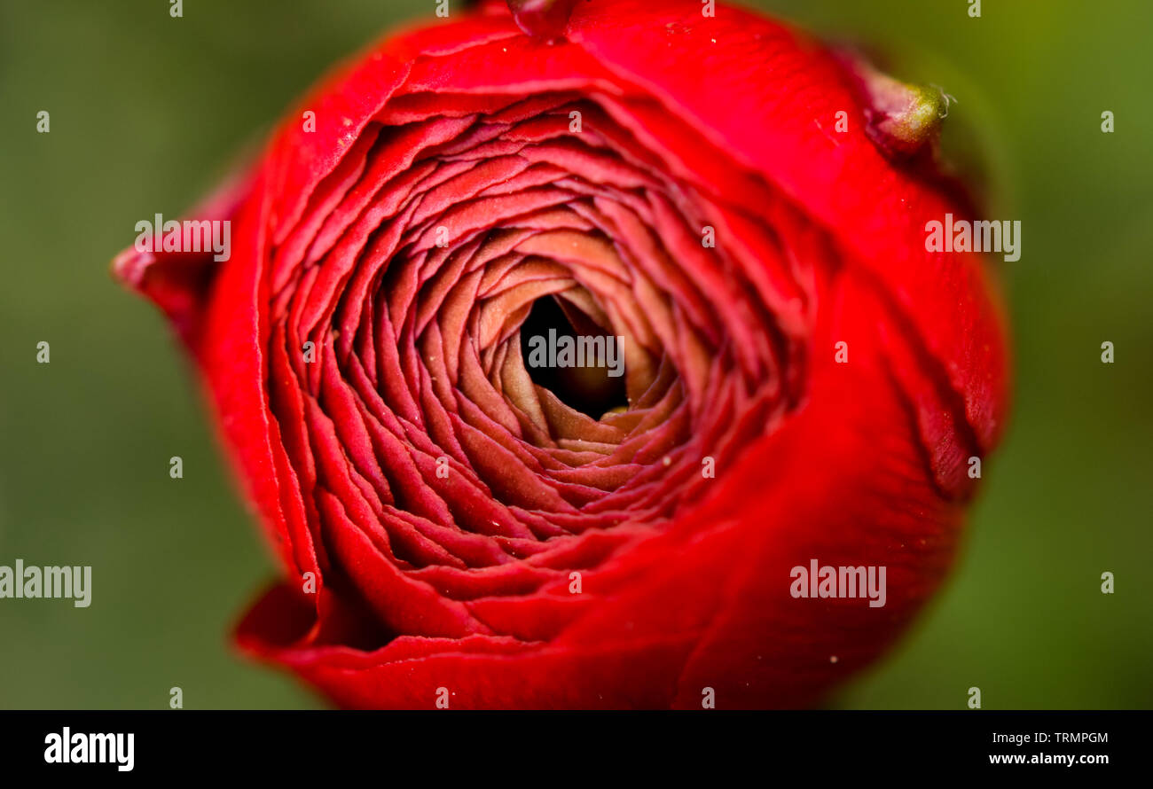 Macro shot from above of beautiful opening crimson garden Ranunculus rosa flower, a member of the Ranunculaceae family in the summer Stock Photo